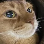 竹内結子の子供 太郎さんの中学校は青山学院中等部 Myu S Site